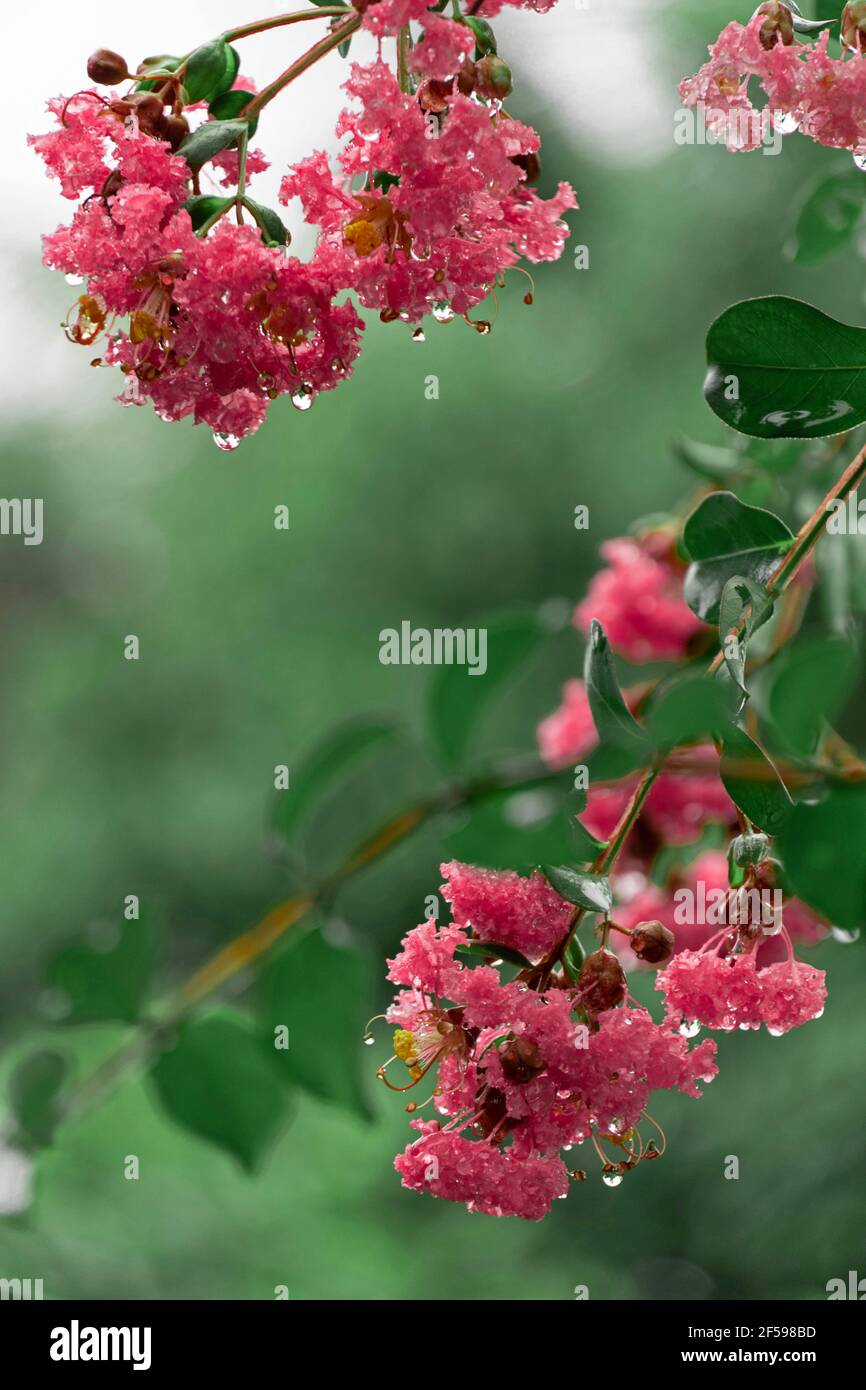 Crepe Myrte, Lagerstroemia indica. Heimisch auf dem indischen Subkontinent und auch in Südostasien, China, Korea und Japan Stockfoto