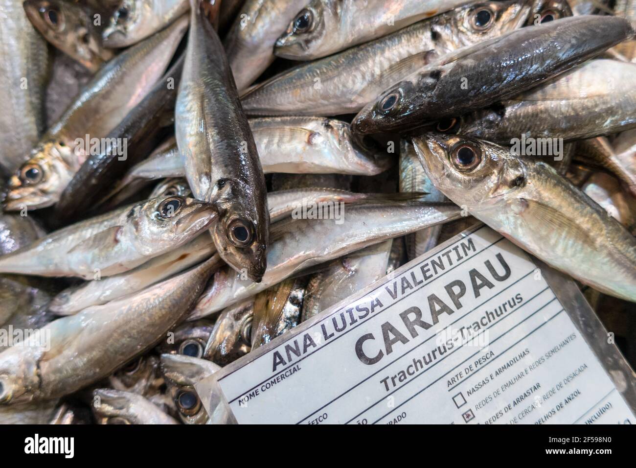 Frisches Carapau in Algarve Fischmarkt, Portugal Stockfoto