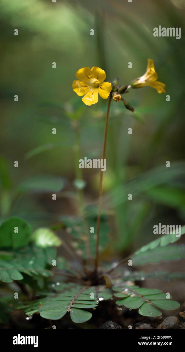 Biophytum sensitivum, auch bekannt als kleine Baumpflanze, oder Mukkutti. Wird für medizinische Zwecke in Nepal und Indien verwendet. Stockfoto