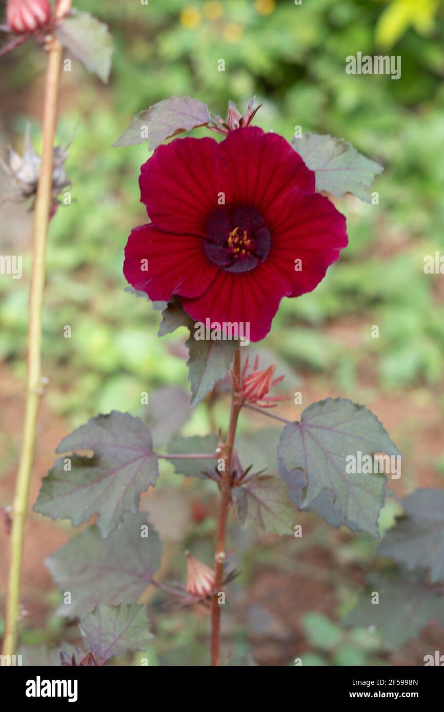 Hibiscus acetosella Pflanze und rote Blume auch als falsche roselle, kastanienbraun Malve, rot blättrigen Hibiskus und roten Schild Hibiskus bekannt. Stockfoto