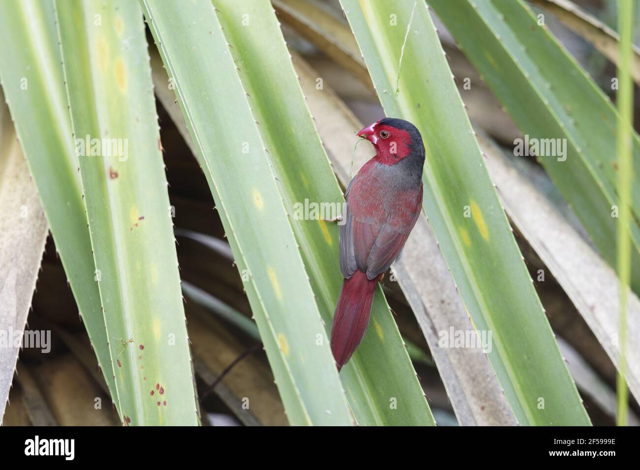 Crimson Finch - männliche Neochmia Phaeton Kakadu National Park Northern Territory, Australien BI030257 Stockfoto