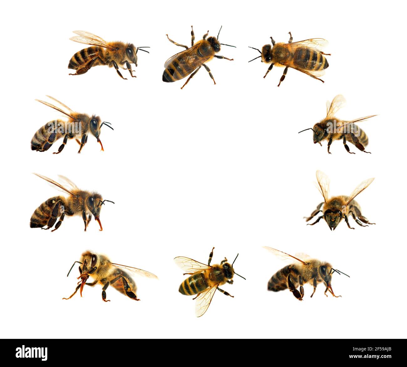 Bienengruppe oder Honigbiene in Latein APIs Mellifera, europäische oder westliche Honigbienen isoliert auf dem weißen Hintergrund, goldene Honigbienen Stockfoto