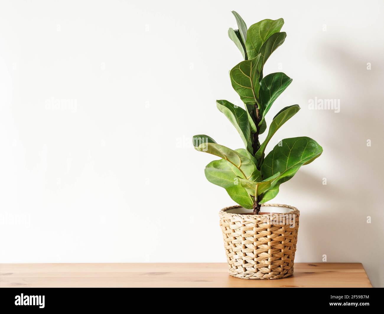 Ficus lirata im Kochtopf auf Holztisch. Minimal. Vorderansicht. Platz kopieren. Stockfoto