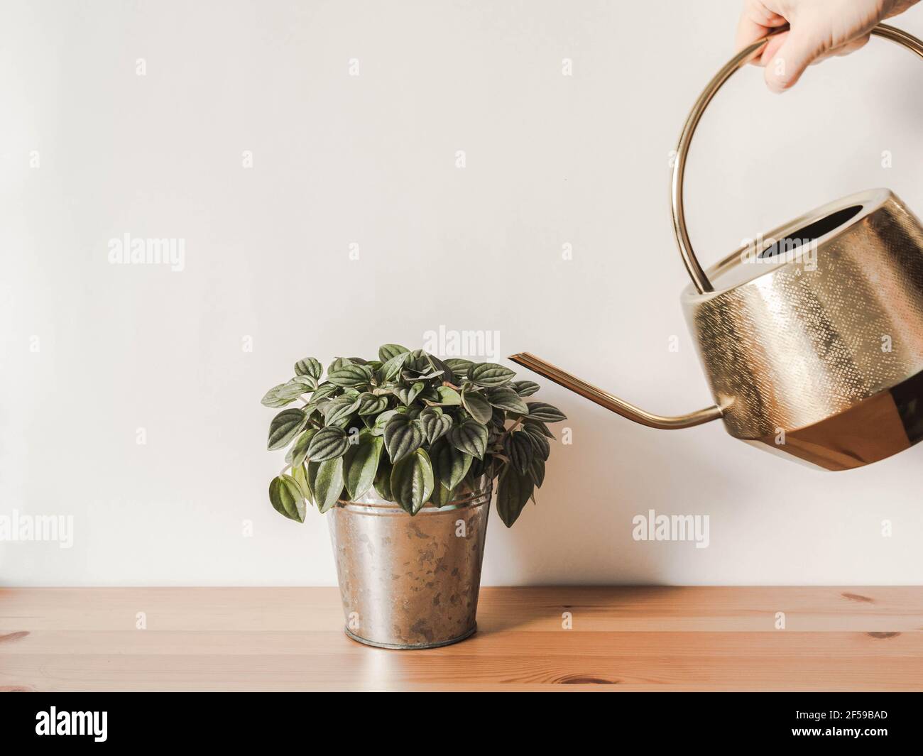 Unsichere Frau, die goldene Gießkanne hält, die eine Zimmerpflanze in einem Topf wässern. Vorderansicht. Speicherplatz kopieren Stockfoto