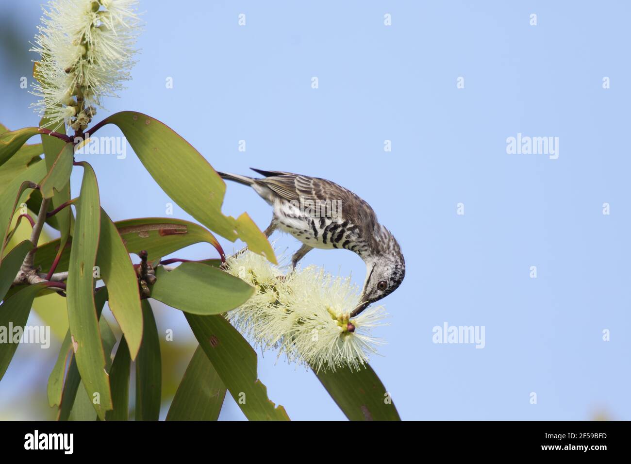 Bar-breasted Honigfresser - Fütterung auf Melaleuca Blumen Ramsayornis Fasciatus Kakadu National Park Northern Territory, Australien BI030387 Stockfoto