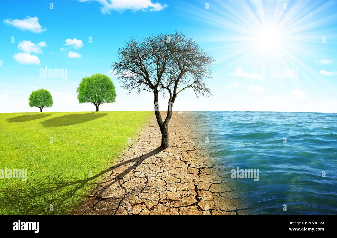 Toter Baum in trockenem Land mit rissiger Erde und Wiese mit Meer. Konzept des Klimawandels oder der globalen Erwärmung. Stockfoto