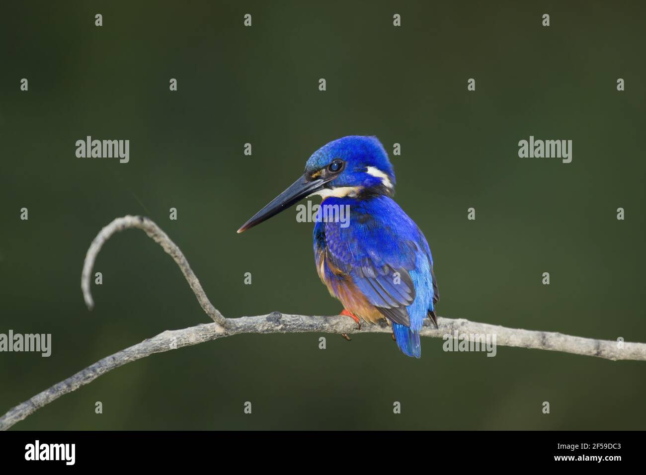 Azure Kingfisher Alcedo Azurea Daintree River Queensland, Australien BI030610 Stockfoto