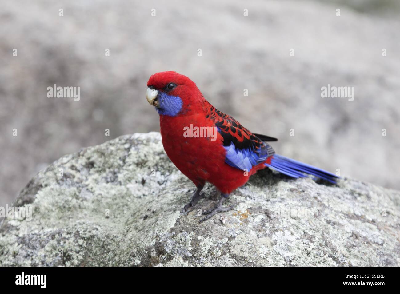 Crimson Rosella Platycercus Elegans Lamington National Park Queensland, Australien BI030693 Stockfoto