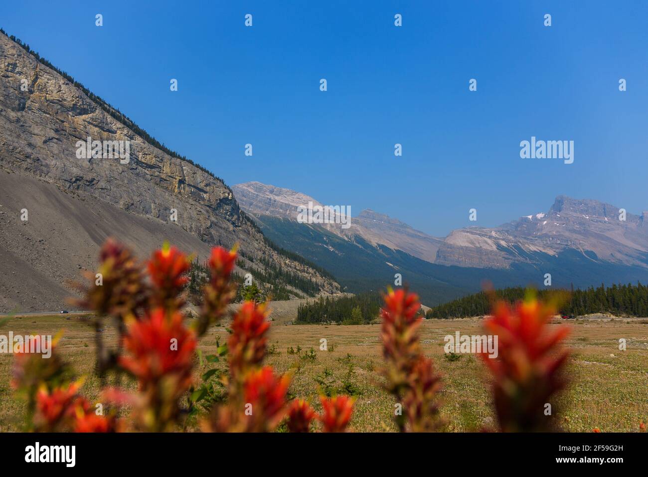 Geographie / Reisen, Kanada, Jasper Badun National Park, Icefields Parkway, Wilcox Pass, Blumenwiese, Additional-Rights-Clearance-Info-not-available Stockfoto