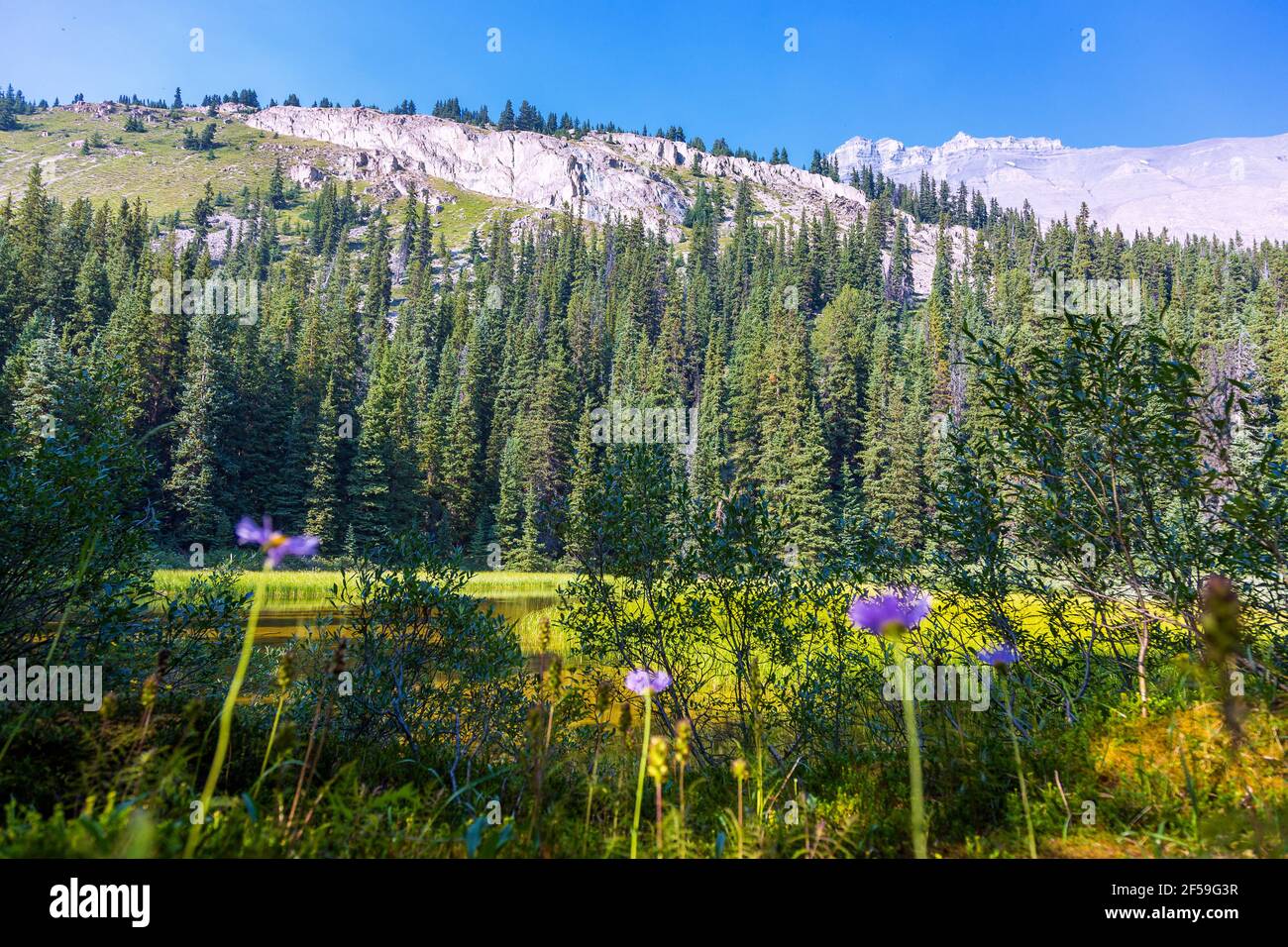 Geographie/Reise, Kanada, Jasper Badun National Park, Columbia Icefield, Wilcox Pass Trail, Wet Meadow, Additional-Rights-Clearance-Info-not-available Stockfoto