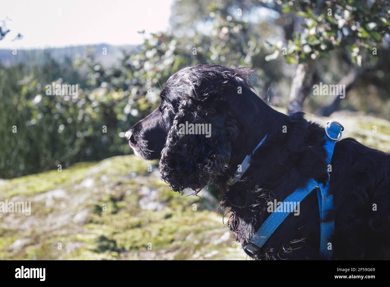 Black Cocker Spaniel sitzt auf dem Land in einem sonnigen Tag Stockfoto