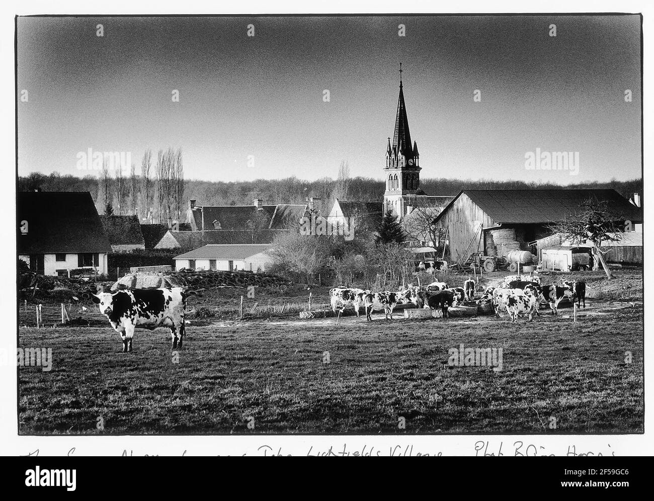Die Suisse Normande, in der Nähe von John Litchfields Village, Frankreich, . Kühe auf Feldern mit Städten Kirchturm, der über andere Gebäude im Hintergrund klettert Stockfoto