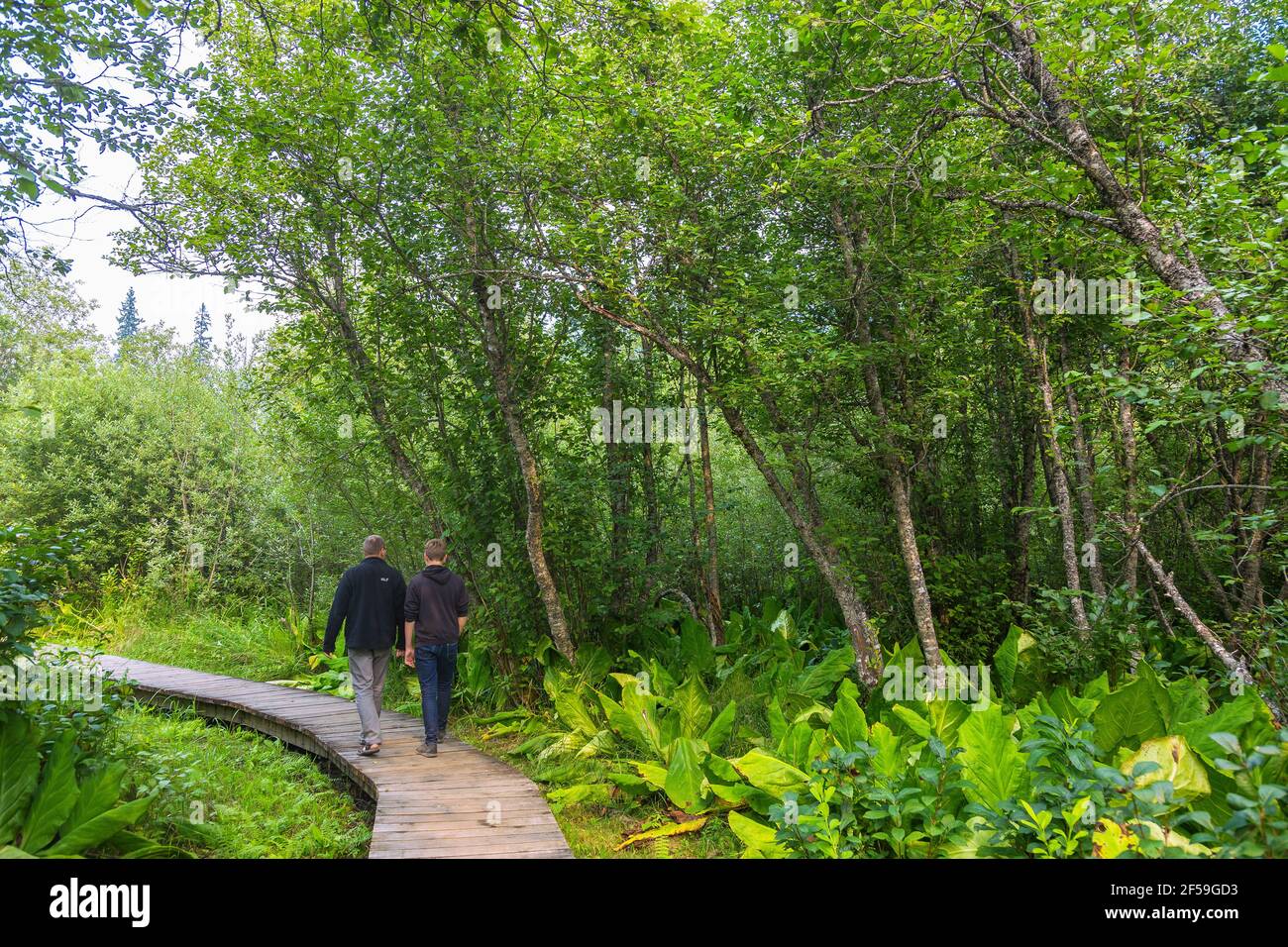 Geographie / Reisen, Kanada, Mount Revelstoke National Park, Skunk Cabbage Boardwalk Trail, Model-released Stockfoto