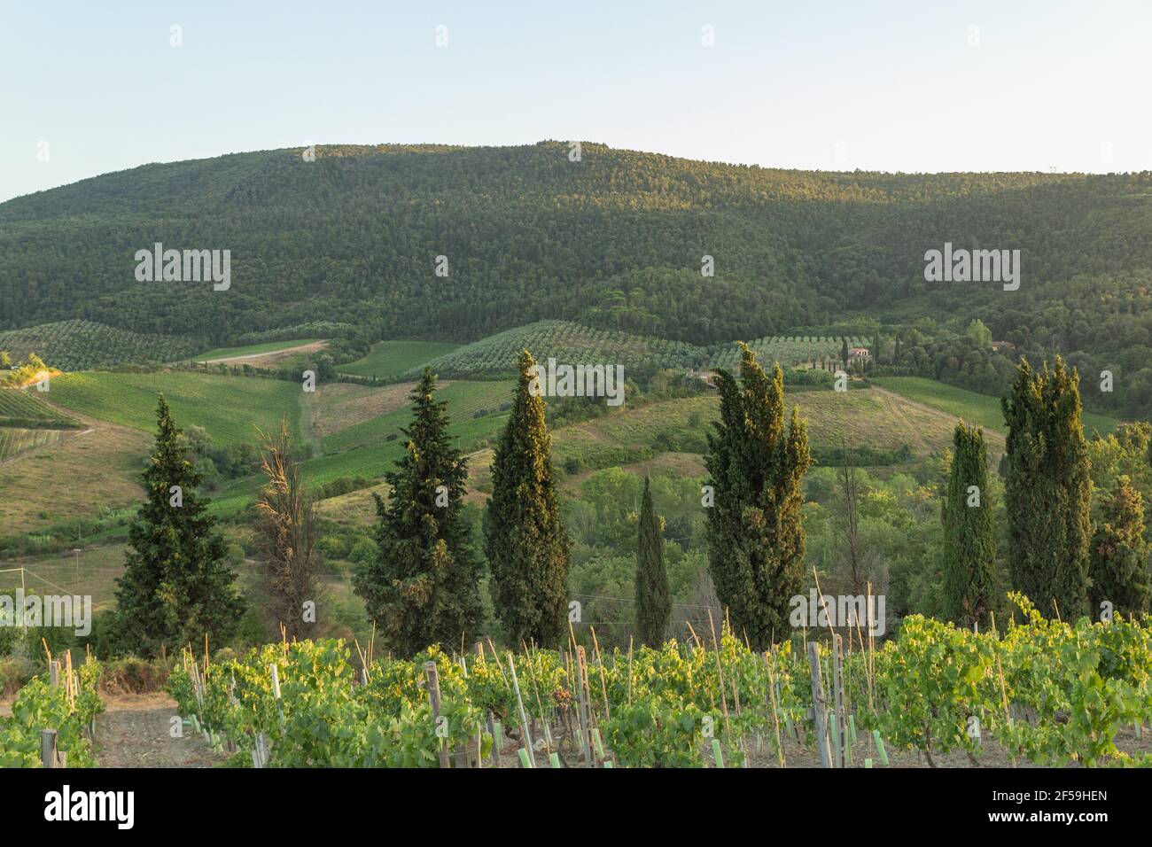 Schöne Hügel der Toskana in Italien Stockfoto