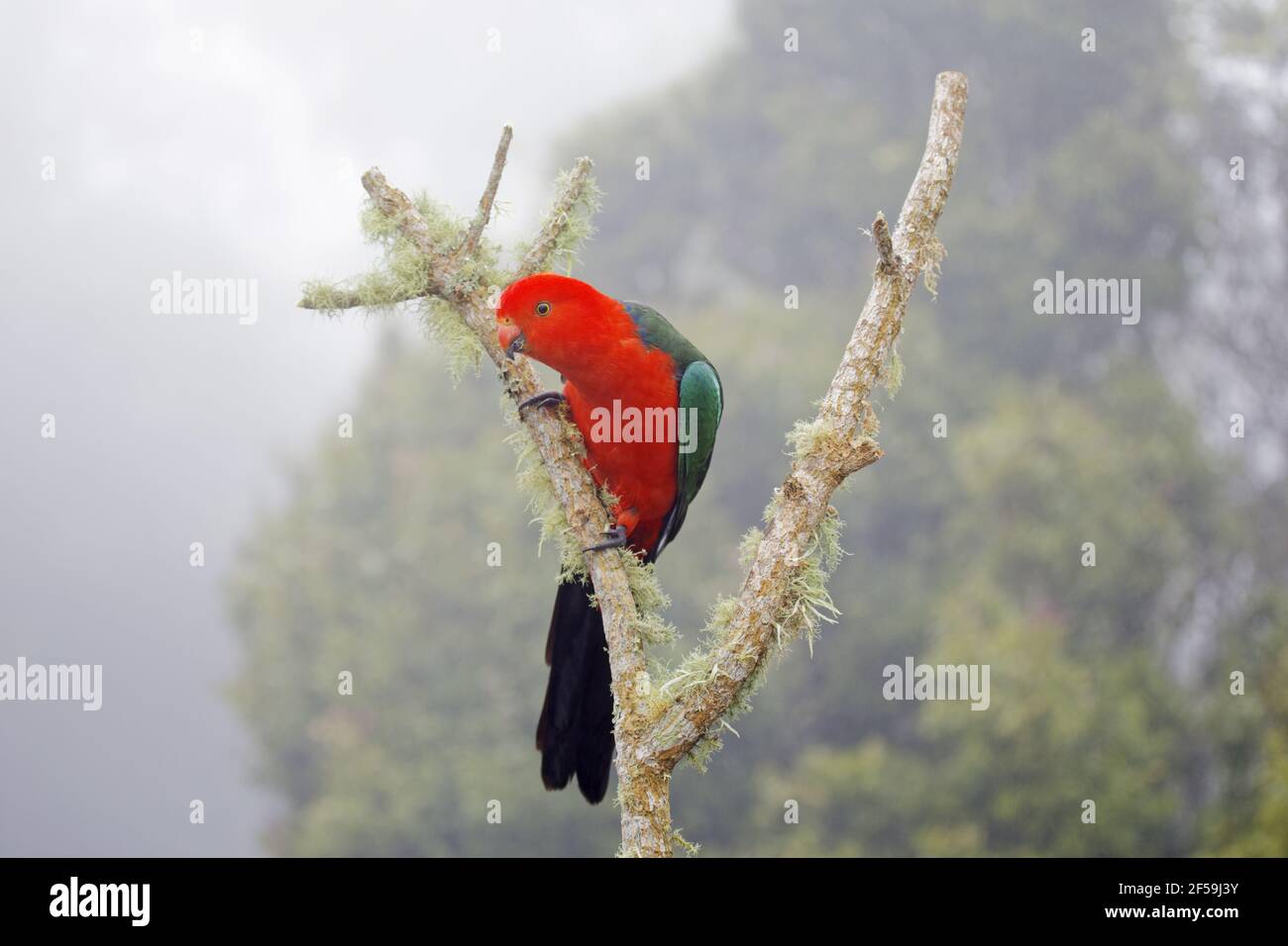 Australische King Parrot - Männchen im Regenwald Umgebung Alisterus Scapularis Lamington National Park Queensland, Australien BI030784 Stockfoto