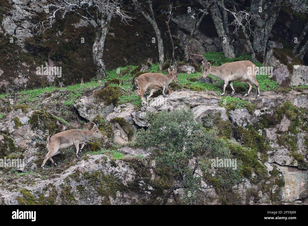 Iberischer Steinbock, Spanischer Steinbock, Spanische Wildschweine oder Iberische Wildschweine (Capra pyrenaica) in Sierra Morena (Spanien) Stockfoto