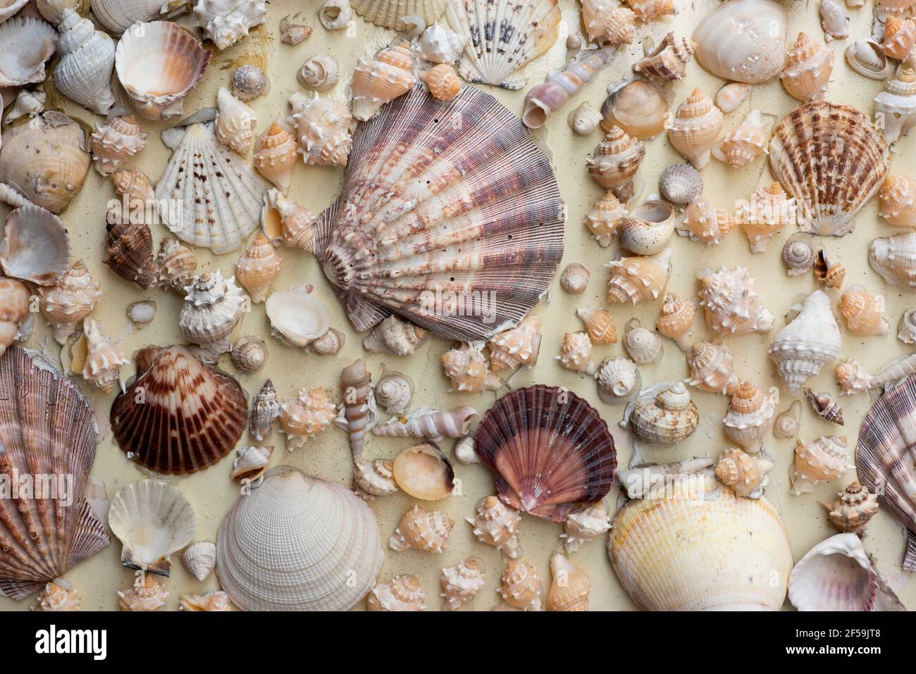 Horizontale Vollbildaufnahme von vielen Muscheln und Muscheln auf dem Sand verschiedener Formen und Farben in Mexiko. Grafisches Hintergrundkonzept. Stockfoto