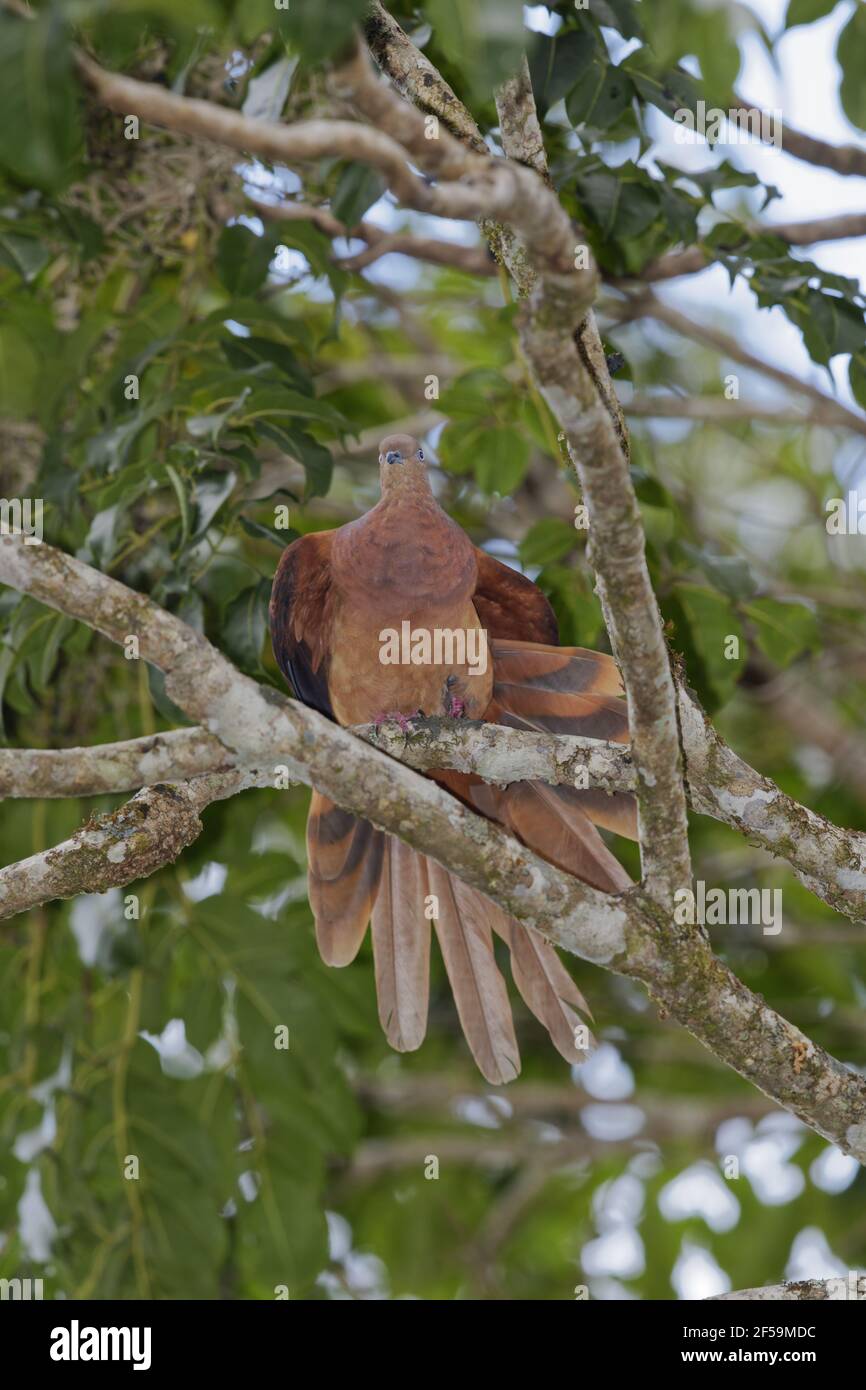 Braune KuckuckdoveMacropygia phasianella Atherton Tablelands Queensland, Australien BI030988 Stockfoto