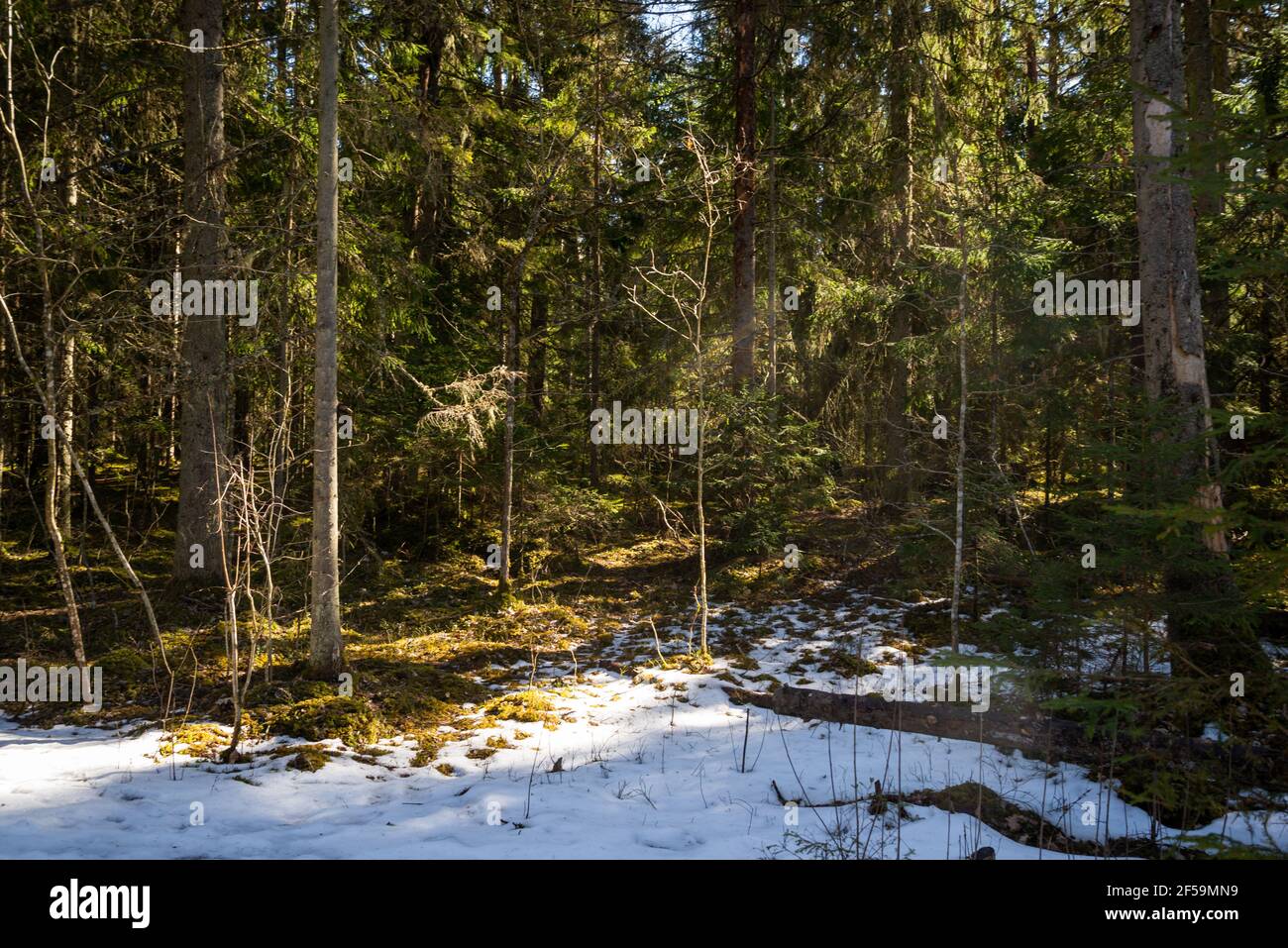 Sonniger alter Wald mit Baumstämmen und Stempeln im Frühjahr, ein moosbedeckter Baumstamm in der Sonne im Schnee. Ungeschmolzener Schnee auf Moos mit blauem Himmel. Stockfoto
