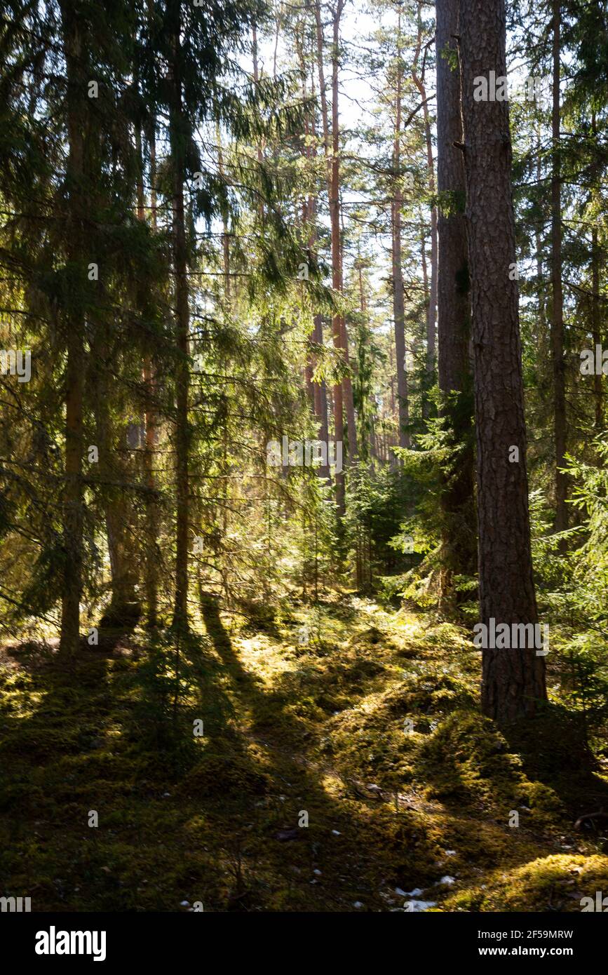 Mystischer Nadelwald mit grünem Moos und Sonnenlicht, das durch die Bäume kommt und von grünem Moos umgeben ist. Frühlingslandschaft Stockfoto