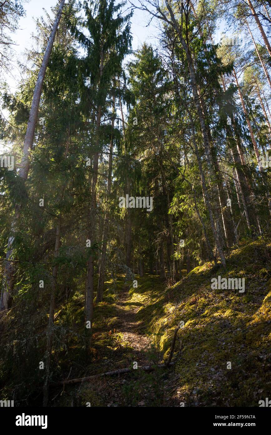 Klassische Weitwinkelansicht von Pinien in einem Wald mit grünem Moos, an einem schönen sonnigen Tag mit blauem Himmel im Frühjahr. Landschaft im Sommer Stockfoto