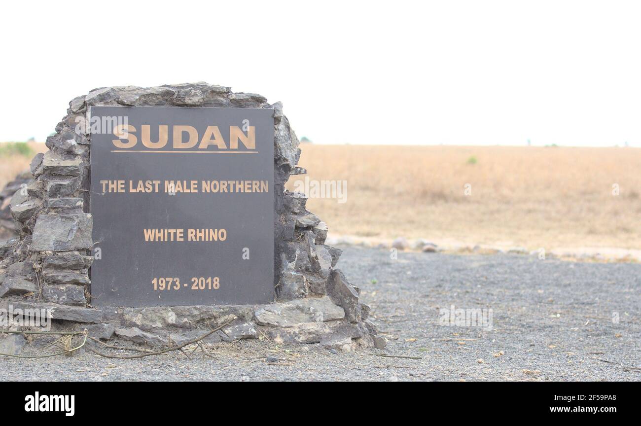 Grab des Sudan; das letzte männliche nördliche weiße Nashorn am Ol Pejeta Conservancy, Kenia Stockfoto