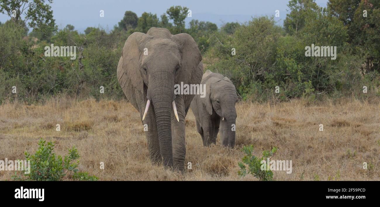 Mutter afrikanischer Elefant führt Baby in der wilden Ol Pejeta Conservancy Kenya Stockfoto