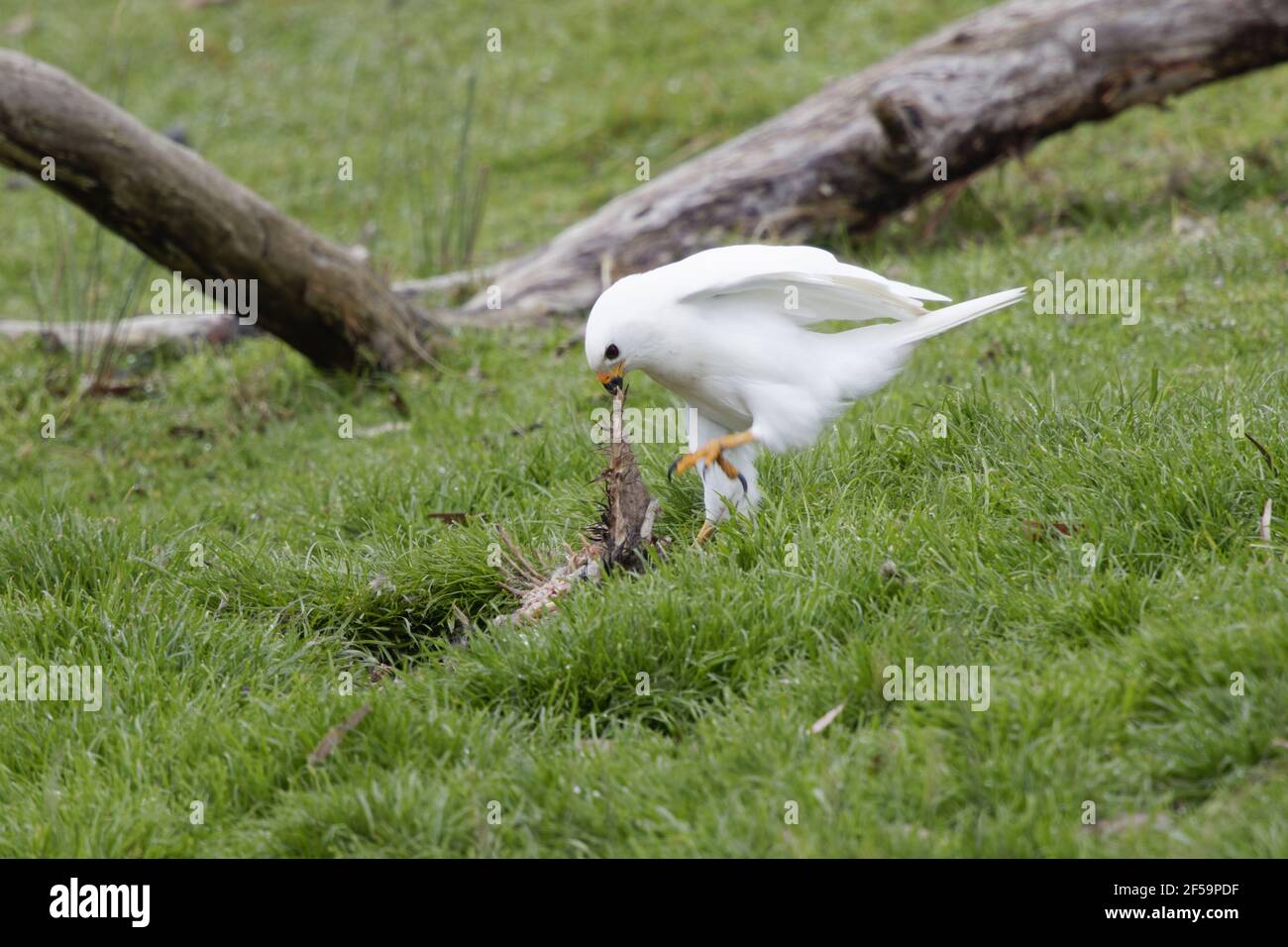 Grauer Habicht weißer Morph - Männchen ernährt sich von abgestorbener WandblattAccipiter novaehollandiae Bruny Island Tasmanien, Australien BI031172 Stockfoto