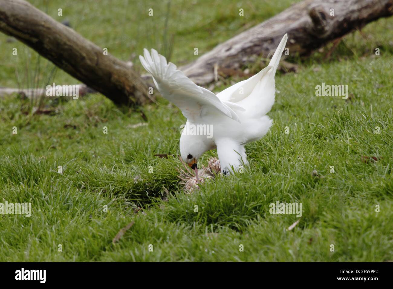 Grauer Habicht weißer Morph - Männchen ernährt sich von abgestorbener WandblattAccipiter novaehollandiae Bruny Island Tasmanien, Australien BI031177 Stockfoto