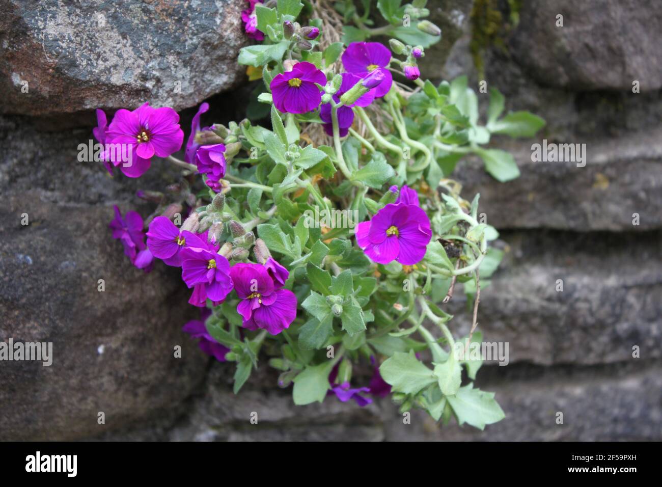 Sommergarten, purpurrote Belie, die in einem Steingarten hinabragend. Zarte lila Blüten. Grünflächen und Farbvibrationen, Sommer in Großbritannien. Stockfoto