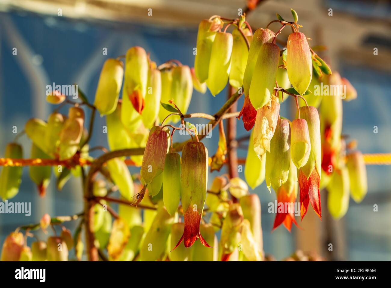 Wild wachsende hängende Blumen. Stockfoto