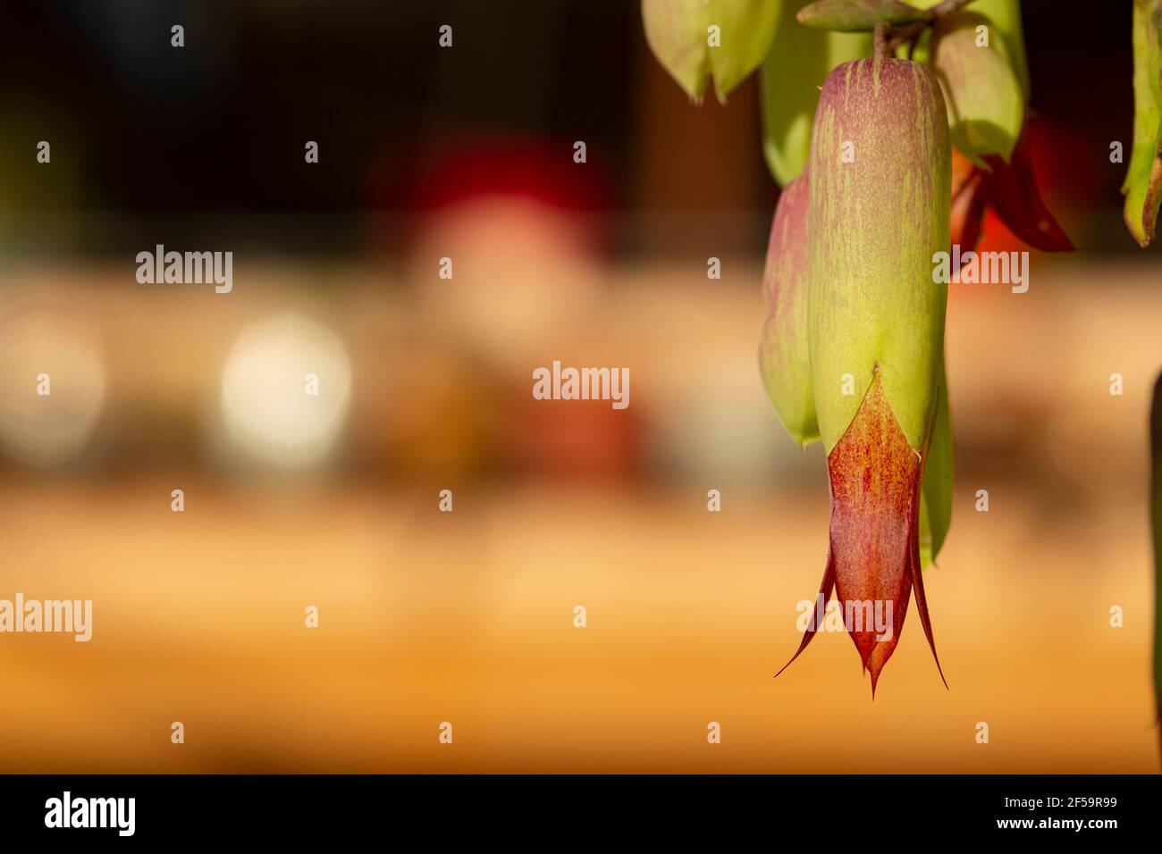 Wild wachsende hängende Blumen. Stockfoto