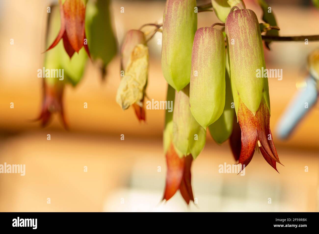 Wild wachsende hängende Blumen. Stockfoto