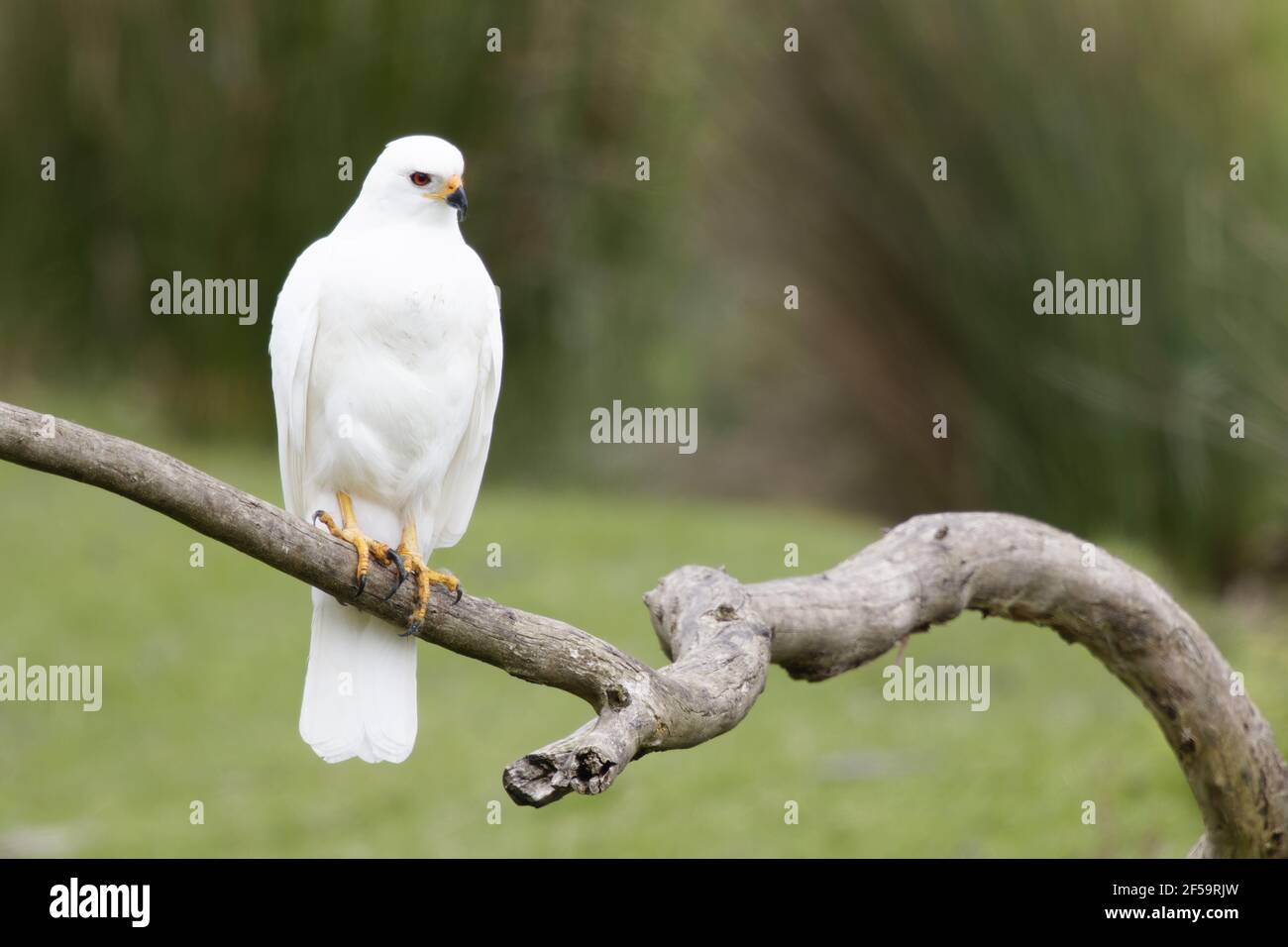 Grauer Goshawk weiß morph - femaleAccipiter novaehollandiae Bruny Island Tasmania, Australien BI031186 Stockfoto