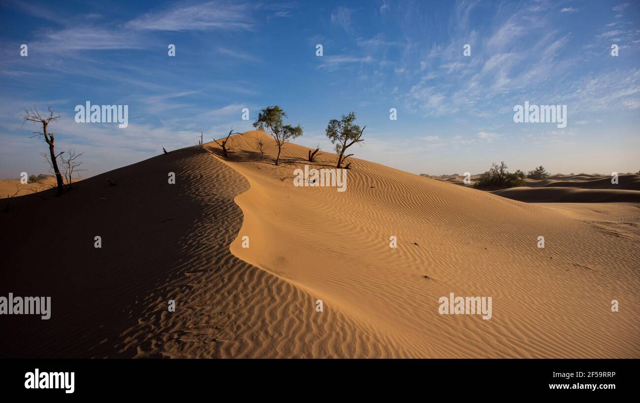 Eine windgepeitschte Sanddüne in der marokkanischen Sahara-Wüste im Winter. Blauer Himmel und ein paar Bäume. Stockfoto