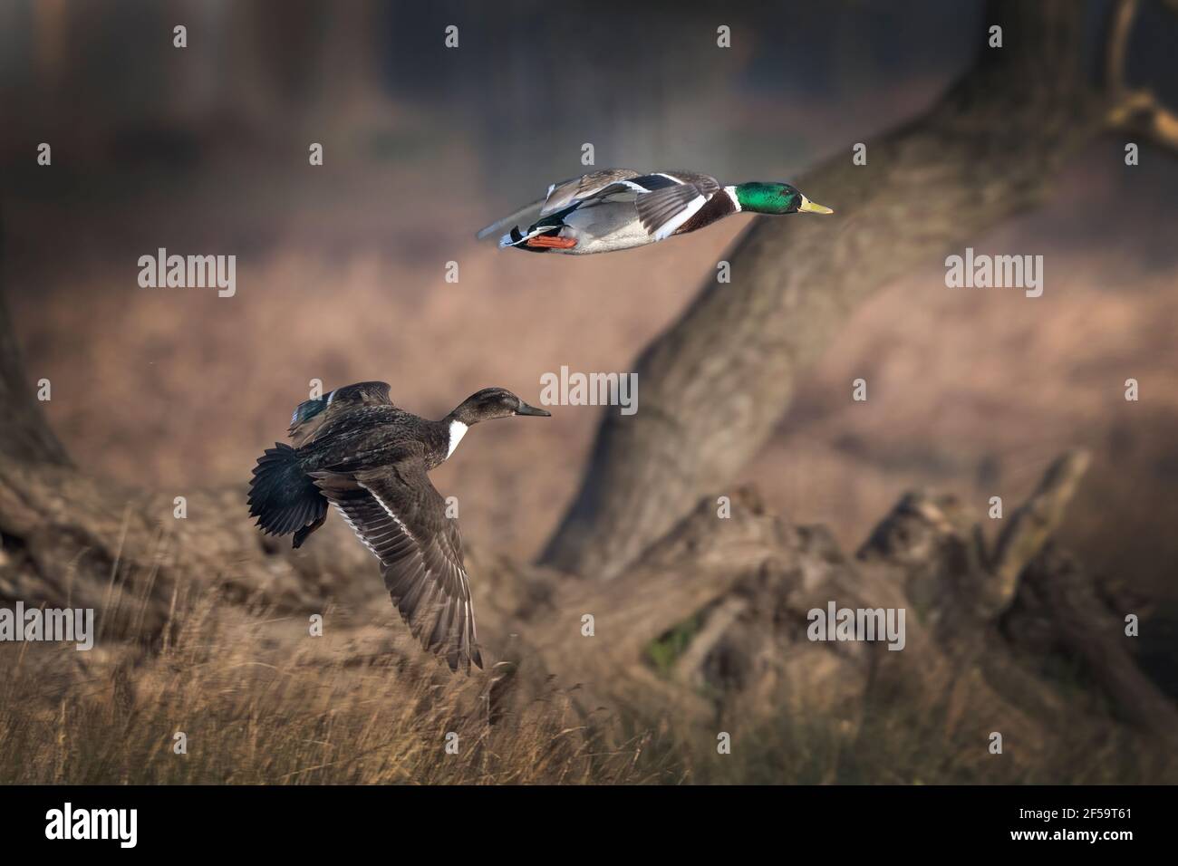 Ein Paar Stockenten auf dem Rückweg Fliegen Stockfoto