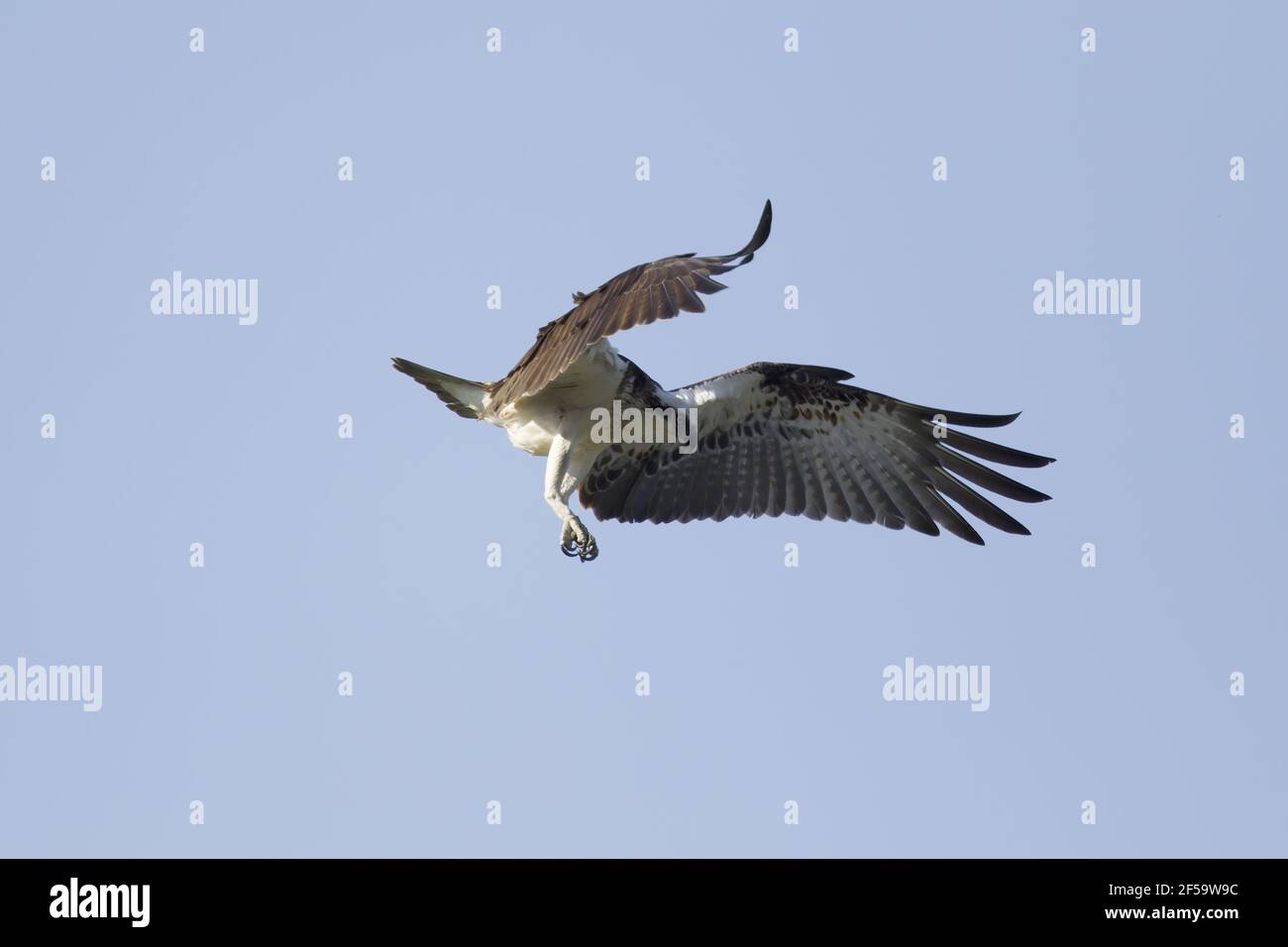 Östlichen Osprey - im Flug Pandion Cristatus Gold Coast Queensland, Australien BI031222 Stockfoto