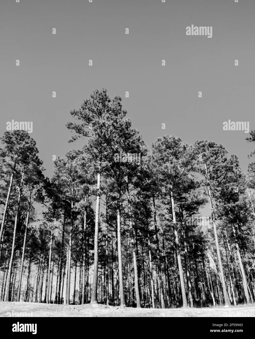 Blick auf hohe Georgia Pine Trees unter Blue Sky Stockfoto