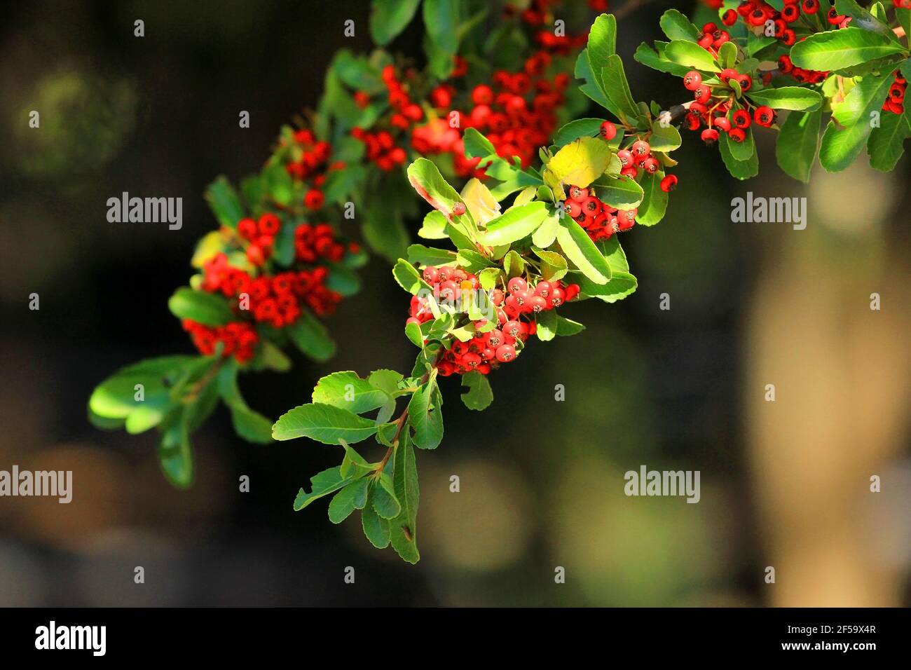 Schöne rote Beeren im Wald. Stockfoto