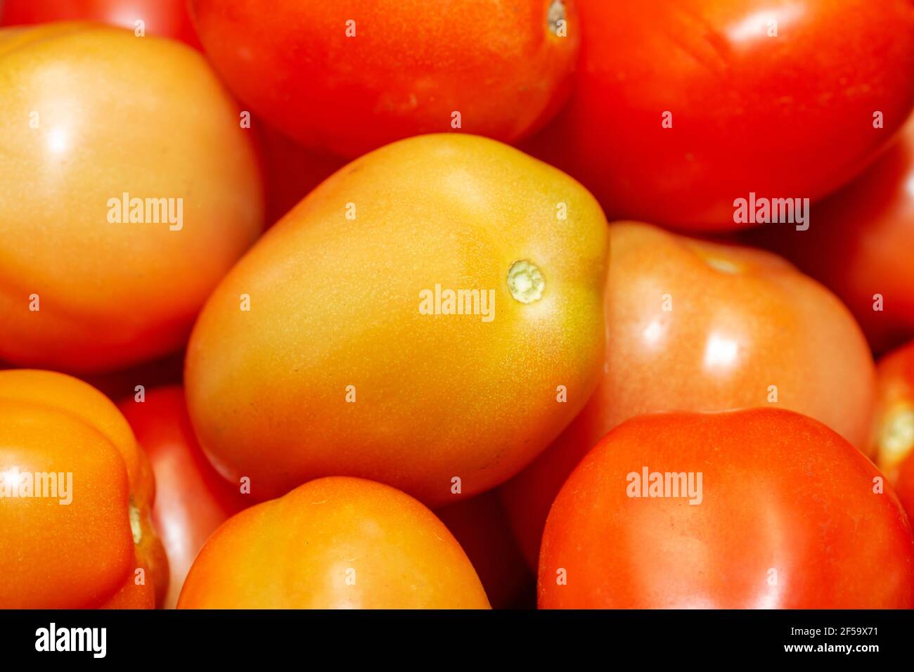 Haufen reife Tomaten. Stockfoto