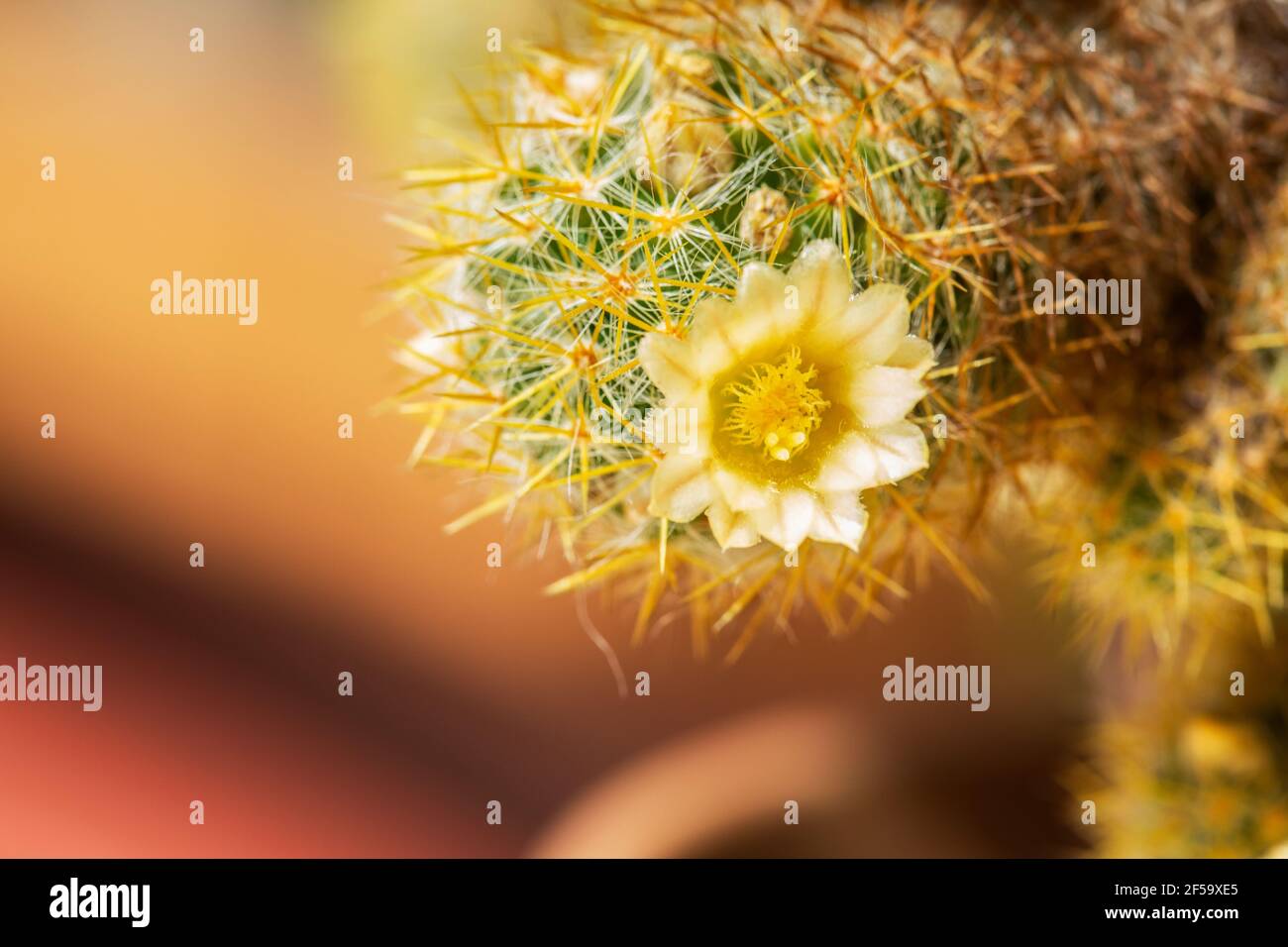 Blühender Seeigel Kaktus in einem Topf. Stockfoto