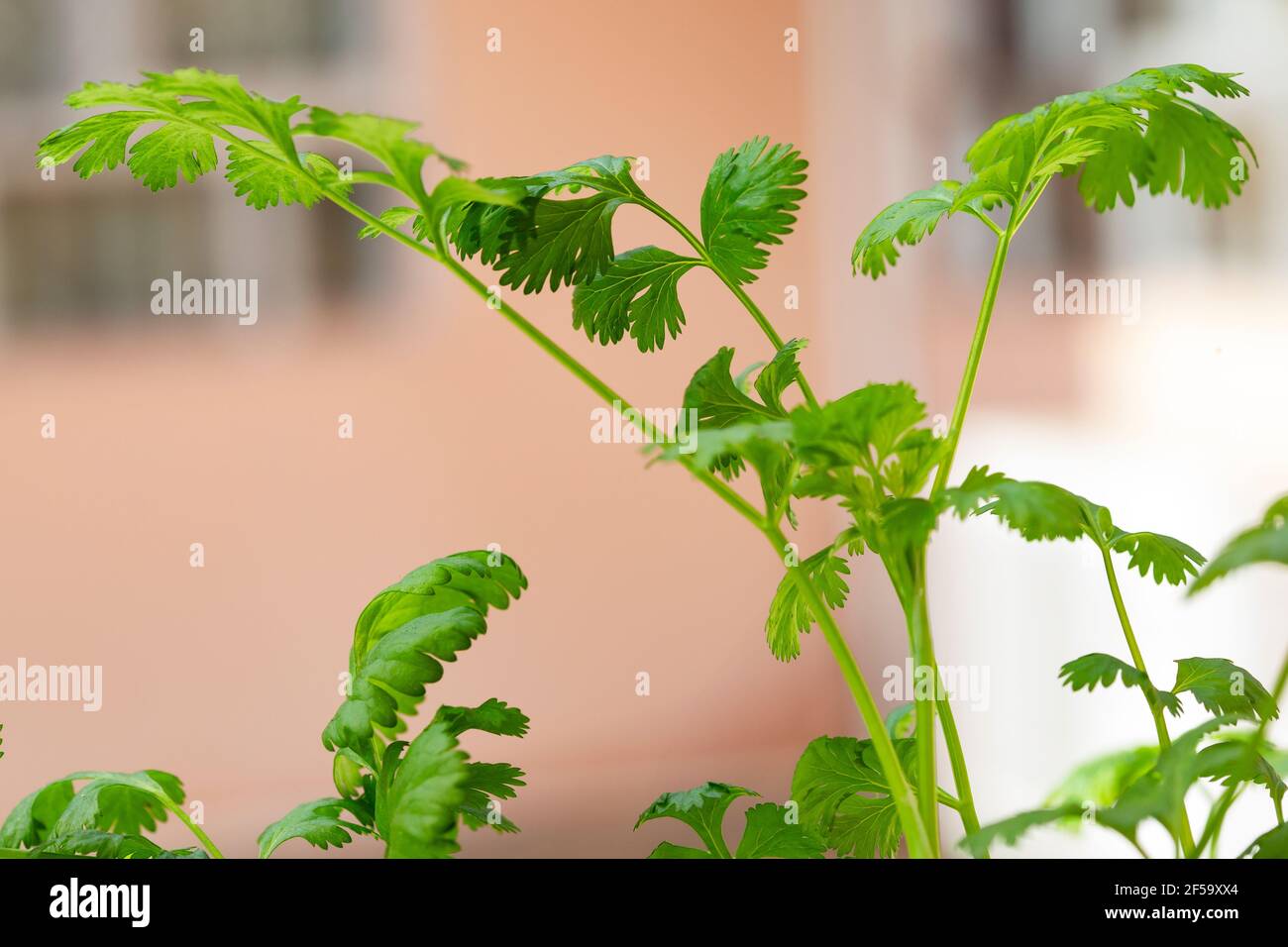 Frischer Koriander (Coriandrum sativum) , auch bekannt als chinesische Petersilie, Dhania oder Koriander Stockfoto