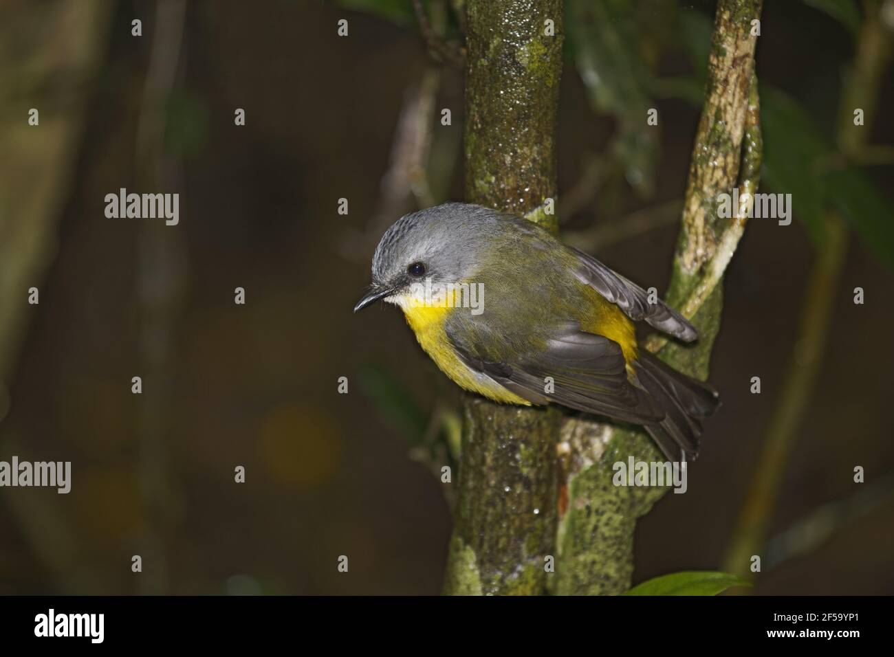 Eastern Yellow RobinEopsaltria australis Lamington National Park Queensland, Australien BI031300 Stockfoto