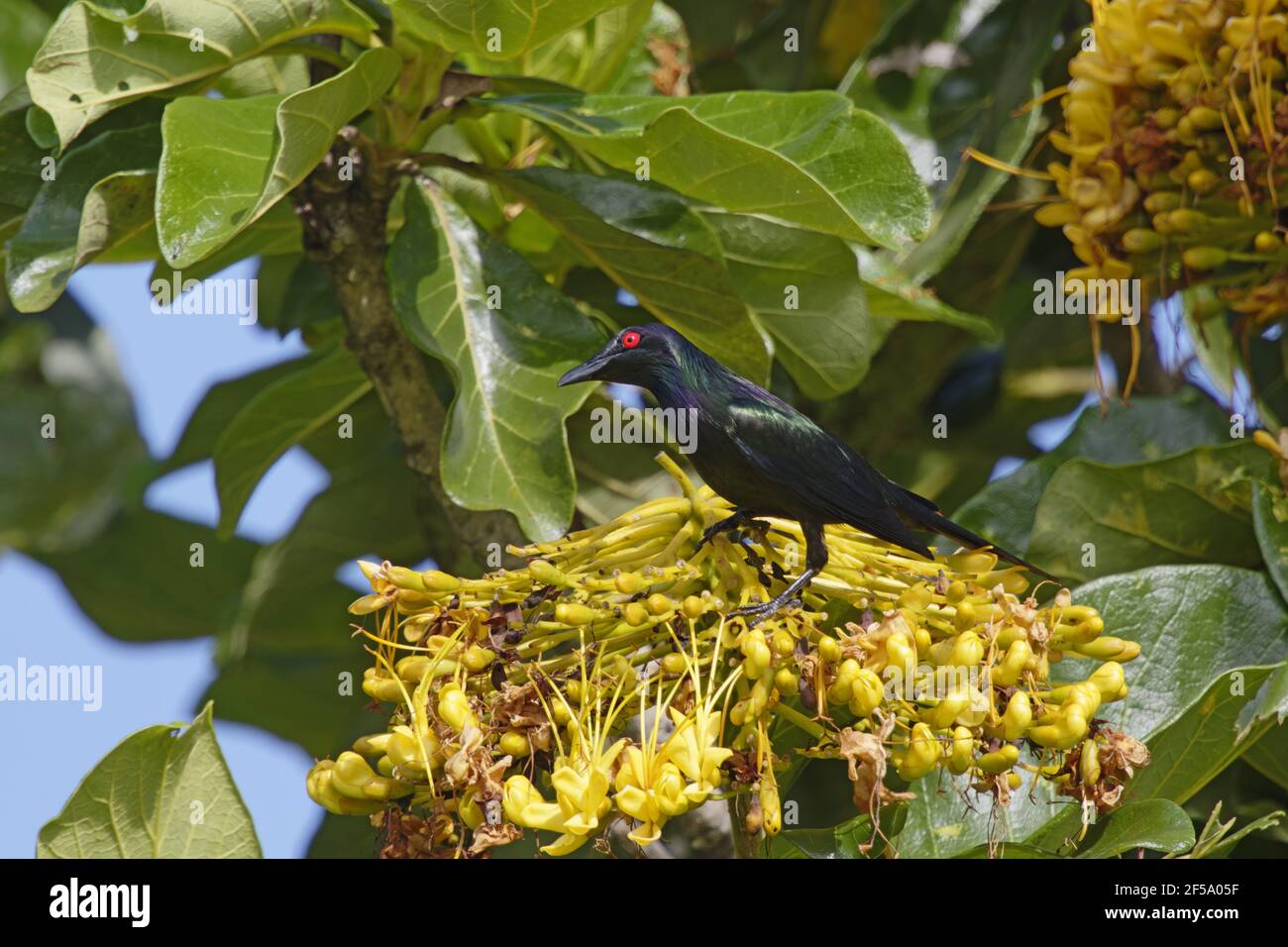 Metallic Starling - Fütterung von BaumblütenAplonis metallica Daintree Queensland, Australien BI031389 Stockfoto