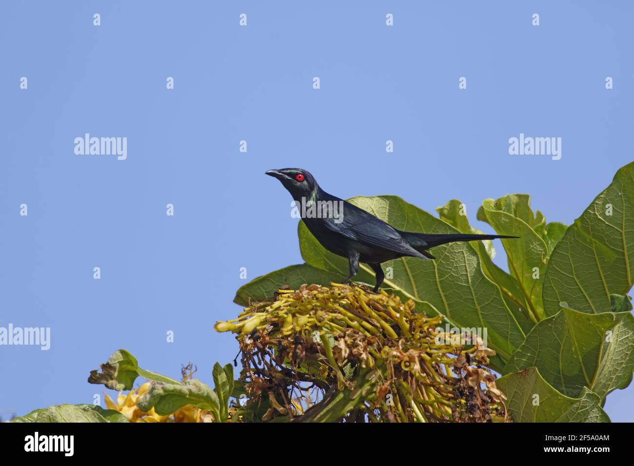 Metallic Starling - Fütterung von BaumblütenAplonis metallica Daintree Queensland, Australien BI031390 Stockfoto