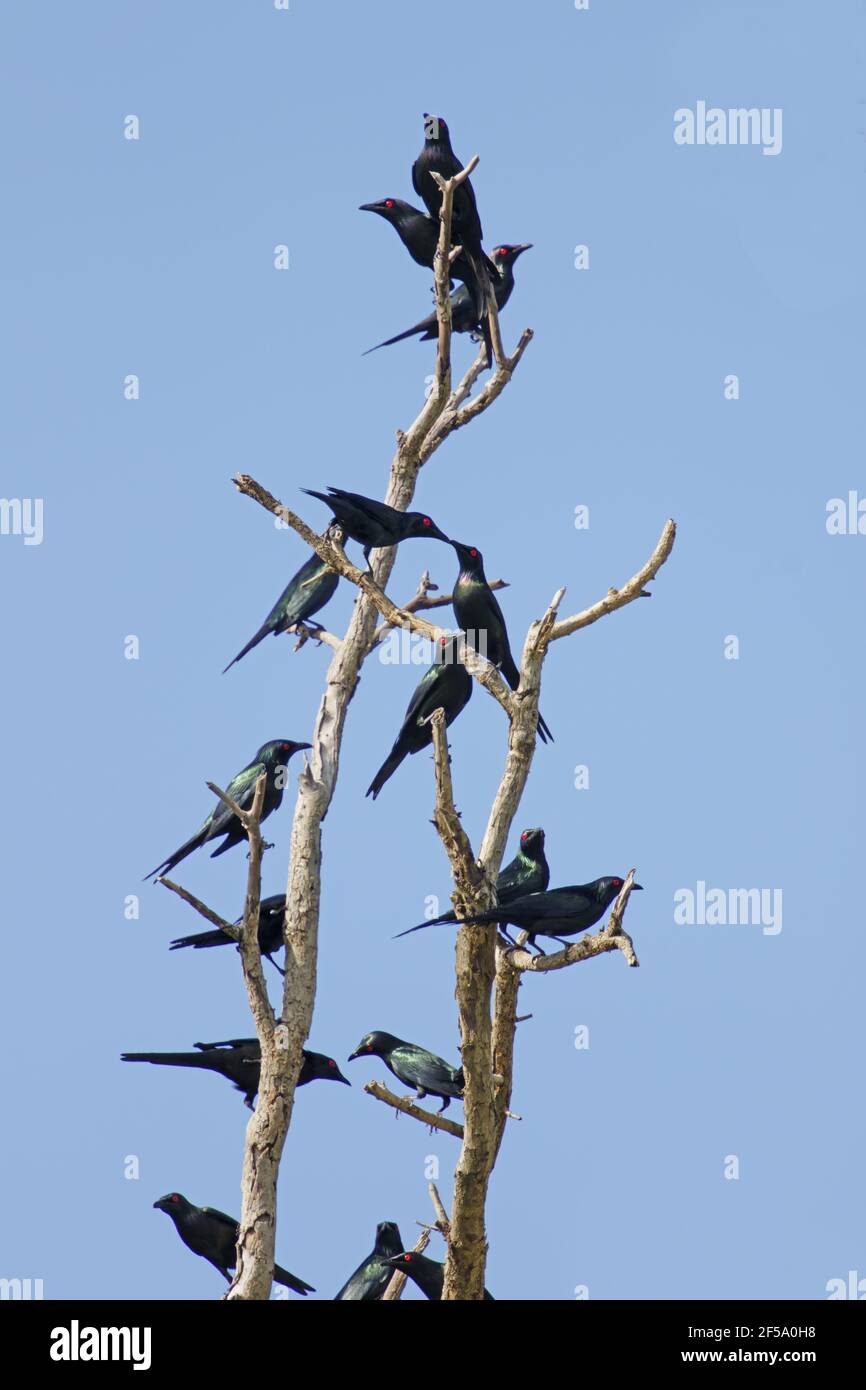 Metallic Starling - flockAplonis metallica Daintree Queensland, Australien BI031392 Stockfoto