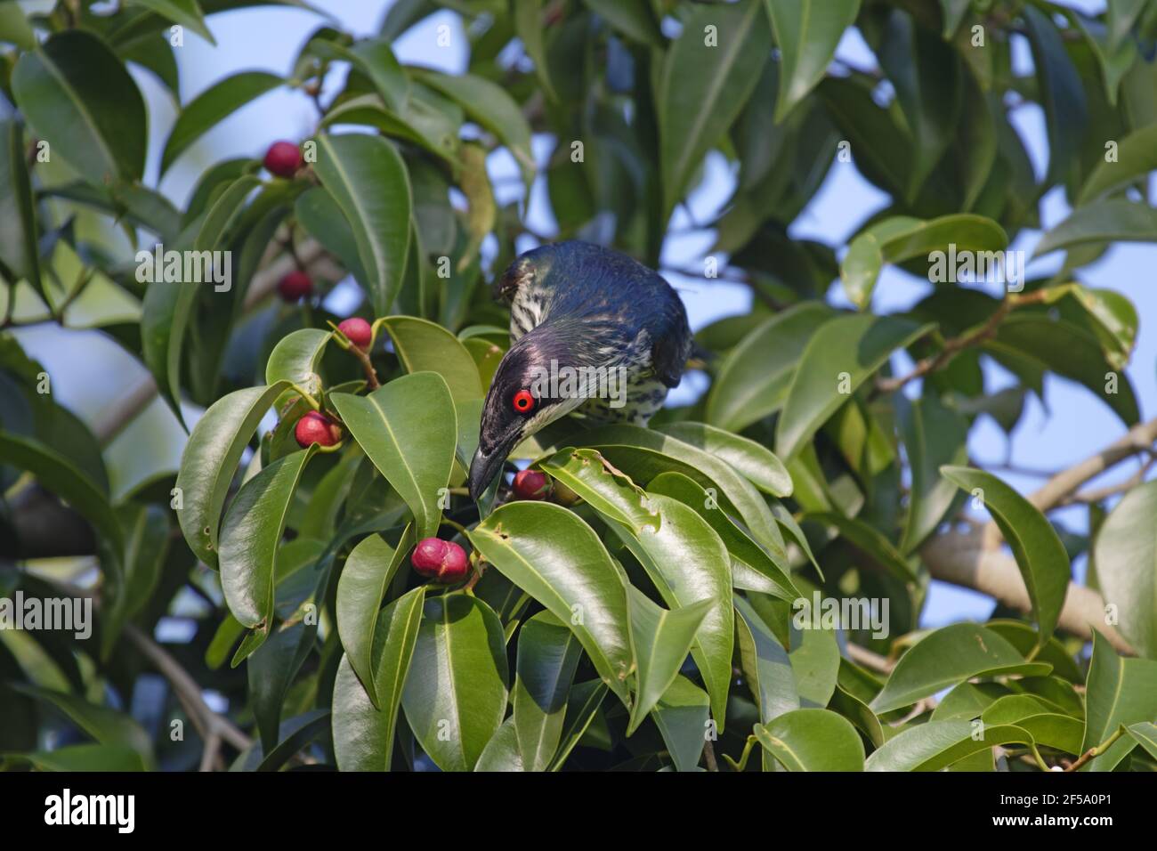 Metallic Starling - unreife Fütterung von FruchtbaumAplonis metallica Cairns Queensland, Australien BI031402 Stockfoto