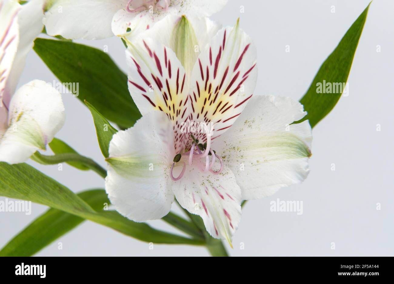 Alstroemeria pelegrina Blume Nahaufnahme. Makrofotografie, selektiver Fokus. Weiße peruanlilie. Stockfoto