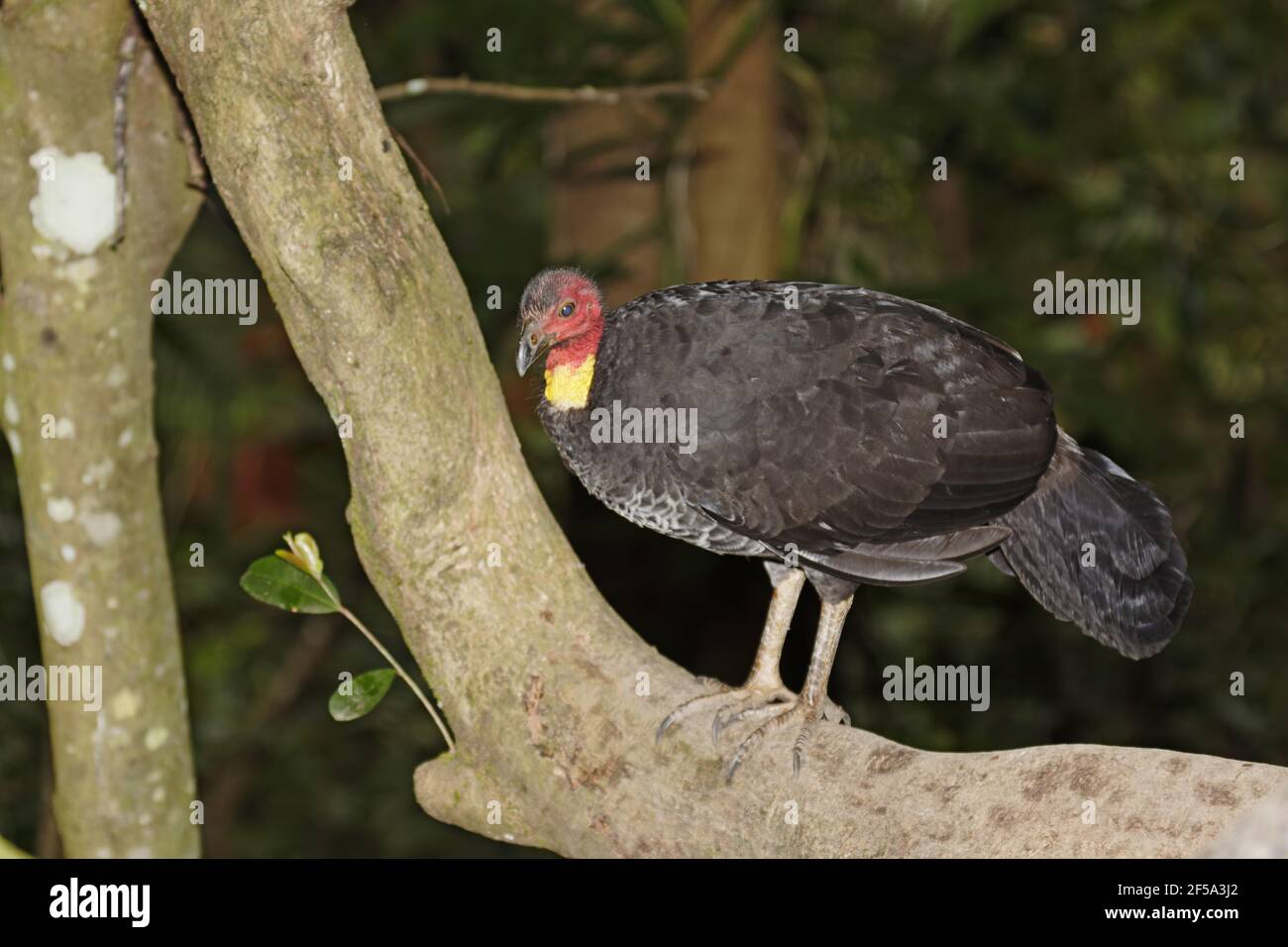 Australische Pinsel-Türkei - auf Regenwald Baum Alectura Lathami Atherton Tablelands Queensland, Australien BI031484 Stockfoto