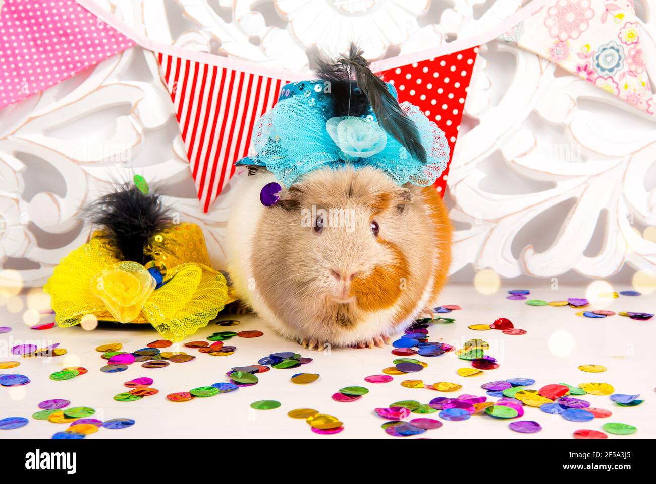 Fun festliche Meerschweinchen mit Party Hut, Party-Fahnen und Konfetti fallen. Tier Geburtstag Hintergrund Konzept. Stockfoto